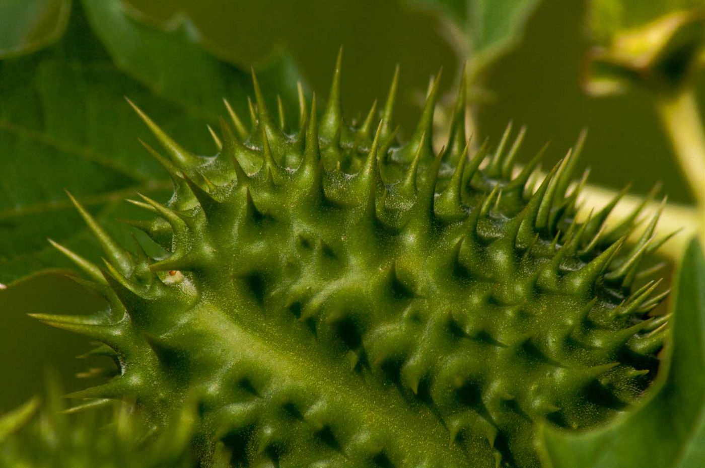 2017-08-23 - NSG Resser Wald und Emscherbruch