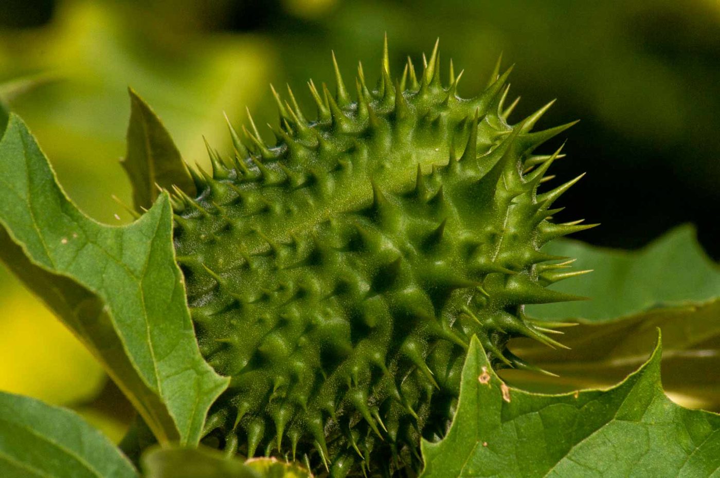 2017-08-23 - NSG Resser Wald und Emscherbruch