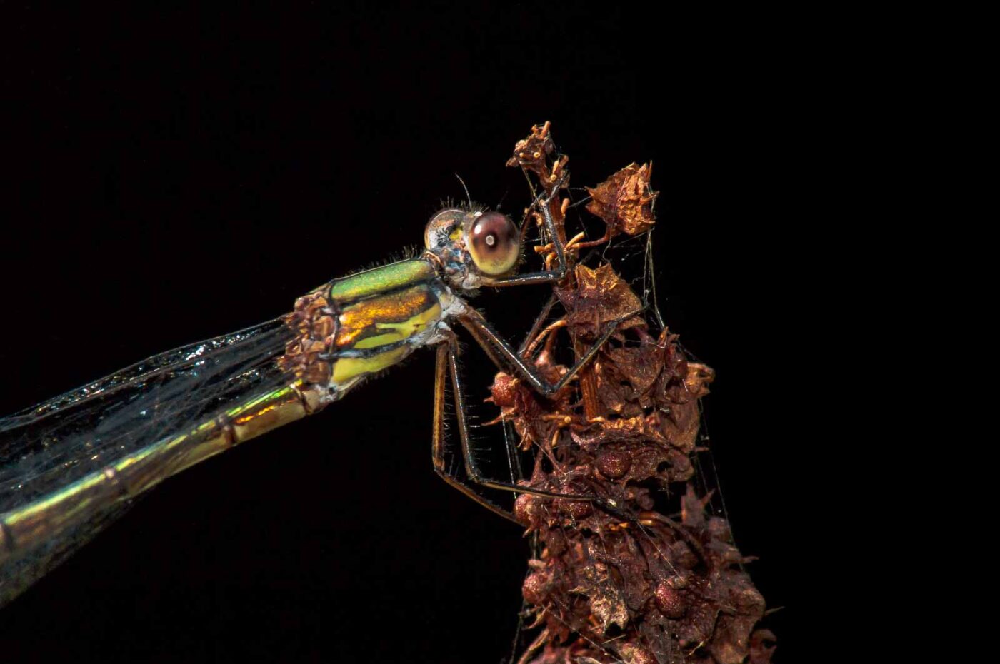 2017-08-24 - NSG Resser Wald und Emscherbruch