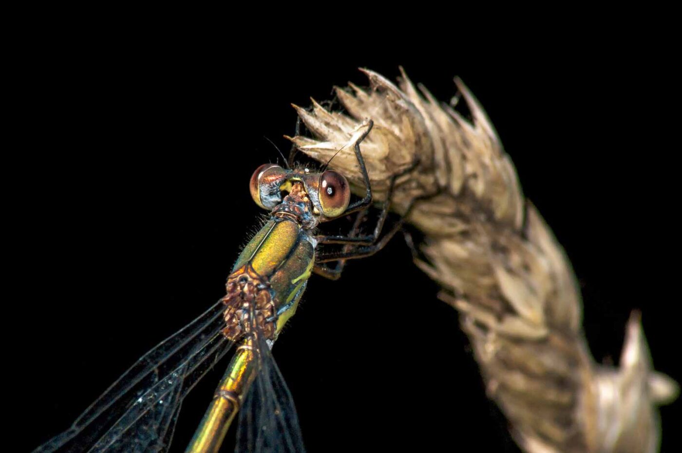 2017-08-24 - NSG Resser Wald und Emscherbruch