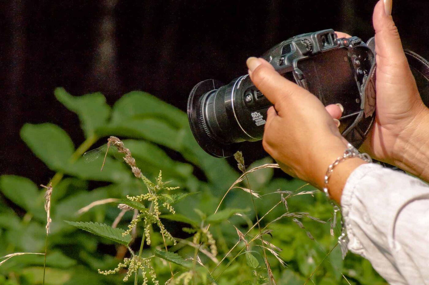 2017-08-24 - NSG Resser Wald und Emscherbruch