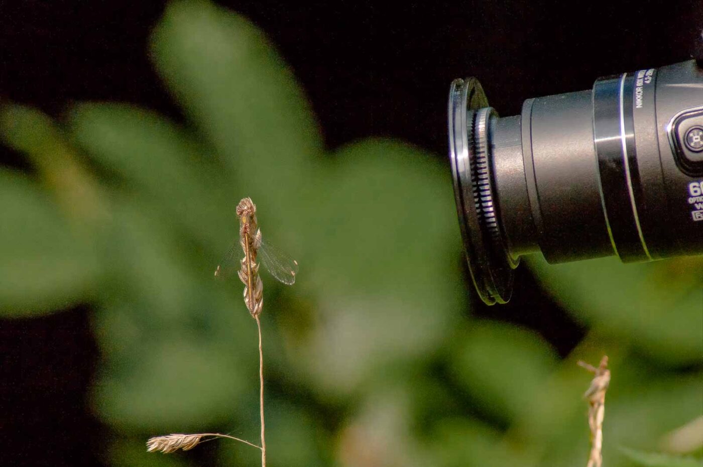 2017-08-24 - NSG Resser Wald und Emscherbruch