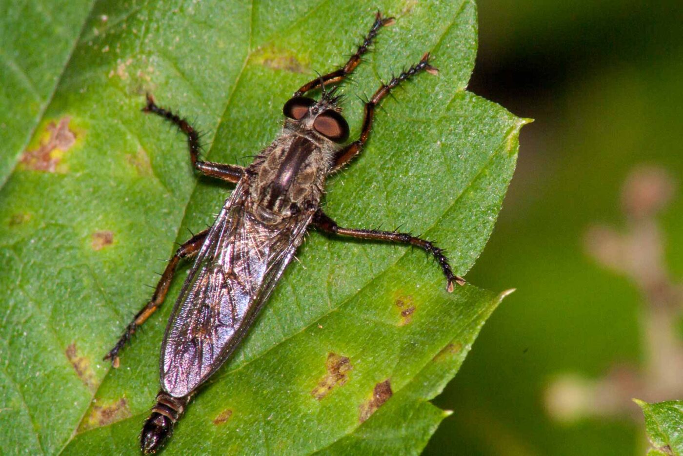 2017-08-24 - NSG Resser Wald und Emscherbruch