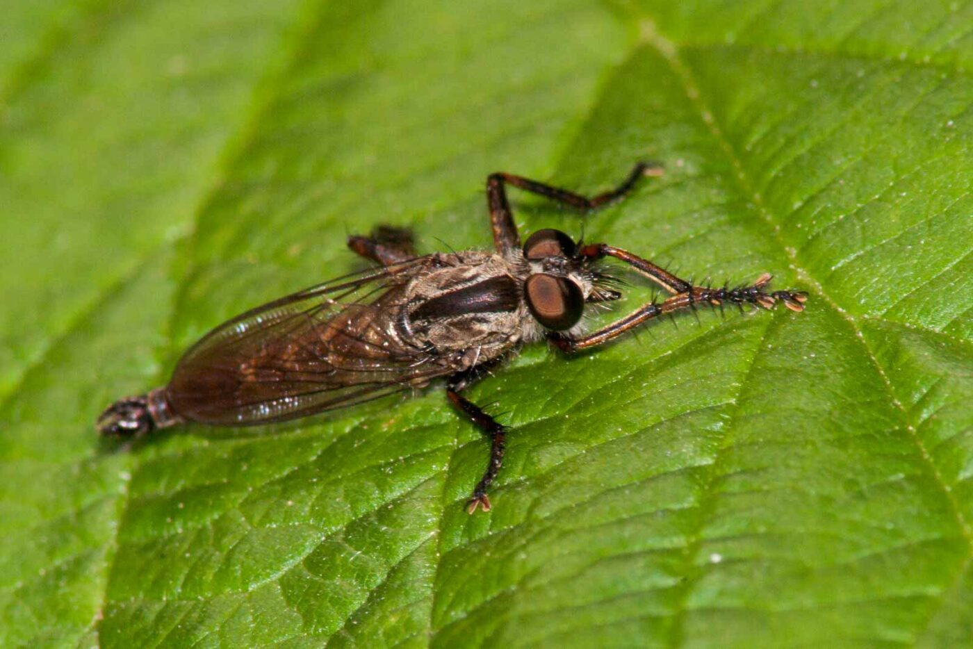 2017-08-24 - NSG Resser Wald und Emscherbruch