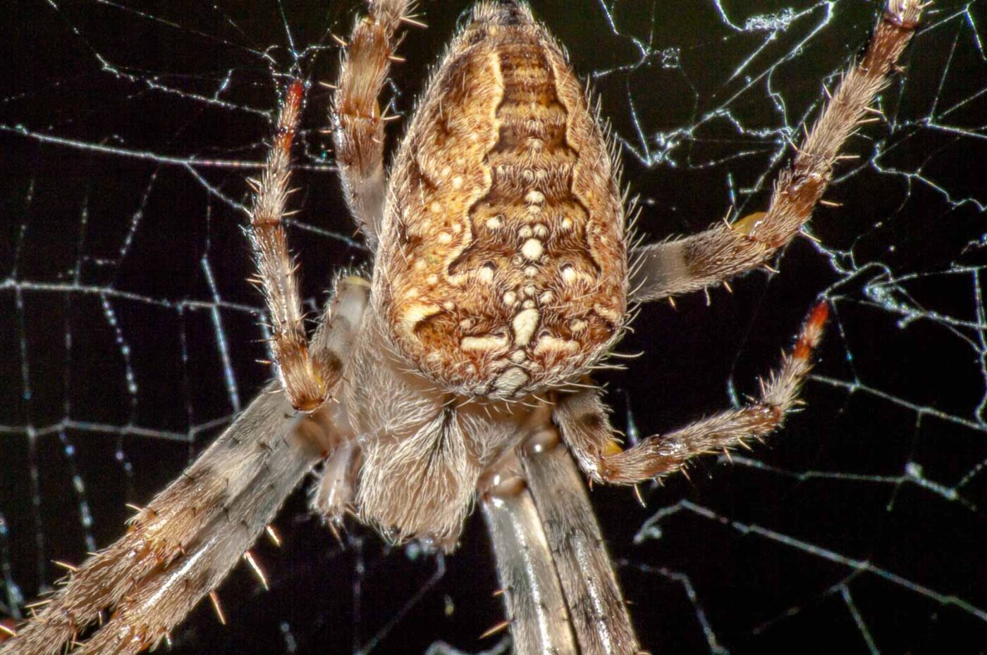 2017-08-24 - NSG Resser Wald und Emscherbruch