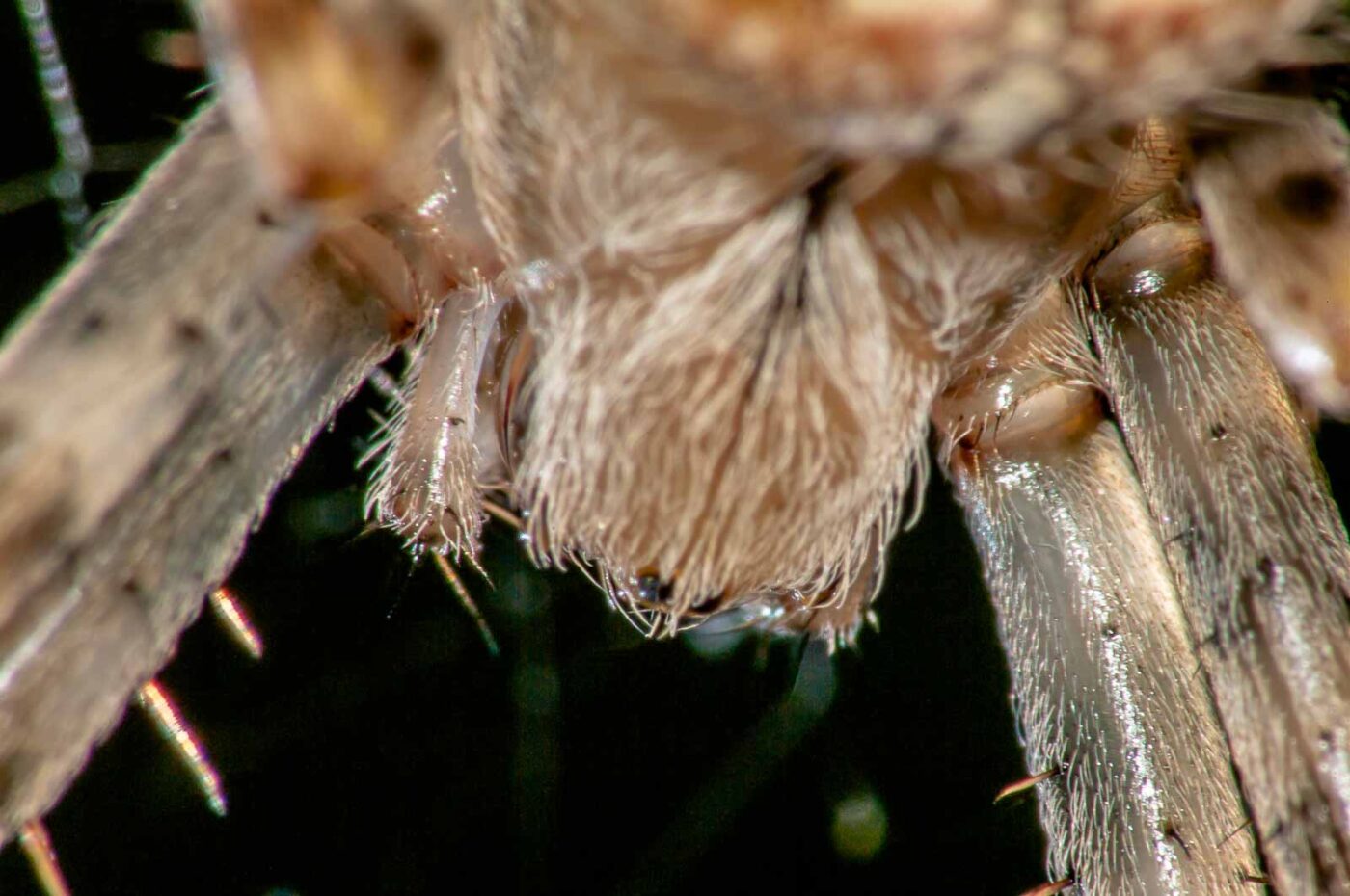 2017-08-24 - NSG Resser Wald und Emscherbruch