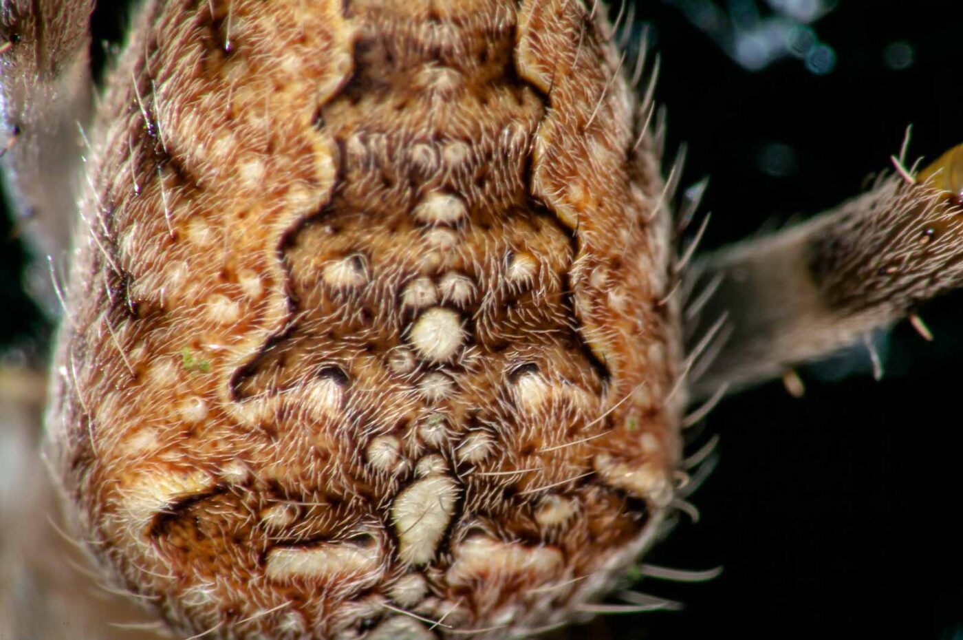 2017-08-24 - NSG Resser Wald und Emscherbruch