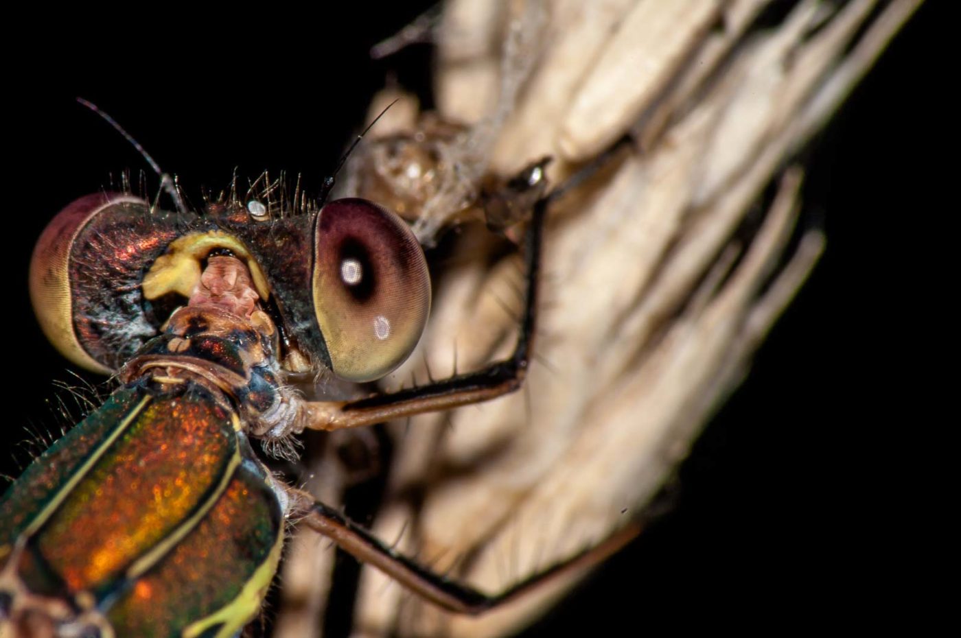 2017-08-24 - NSG Resser Wald und Emscherbruch