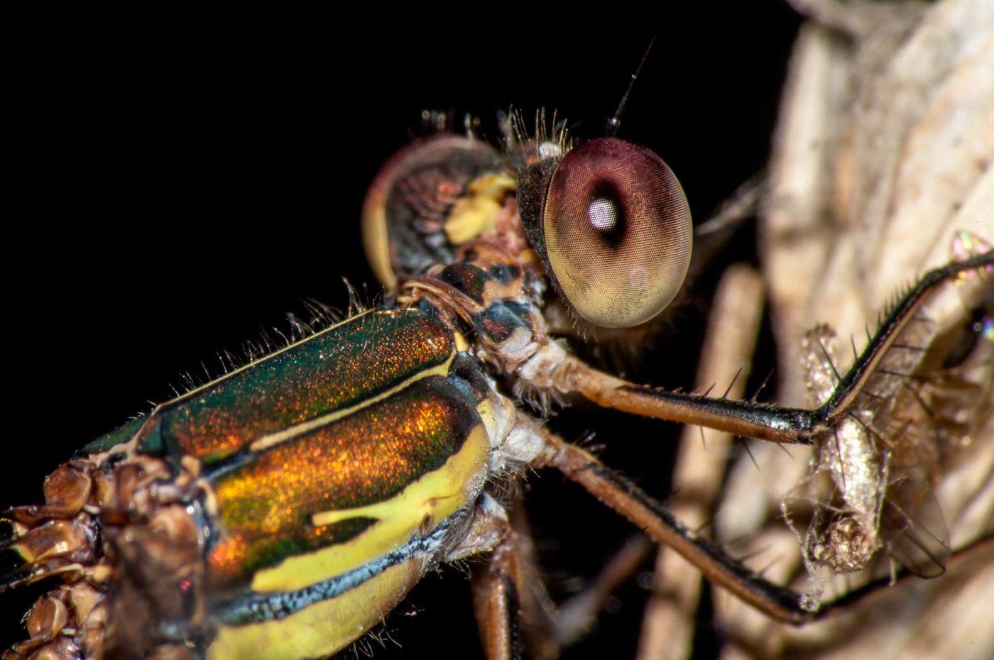 2017-08-24 - NSG Resser Wald und Emscherbruch