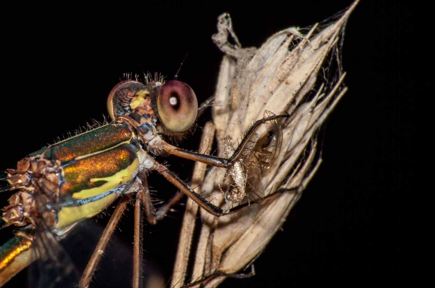 2017-08-24 - NSG Resser Wald und Emscherbruch