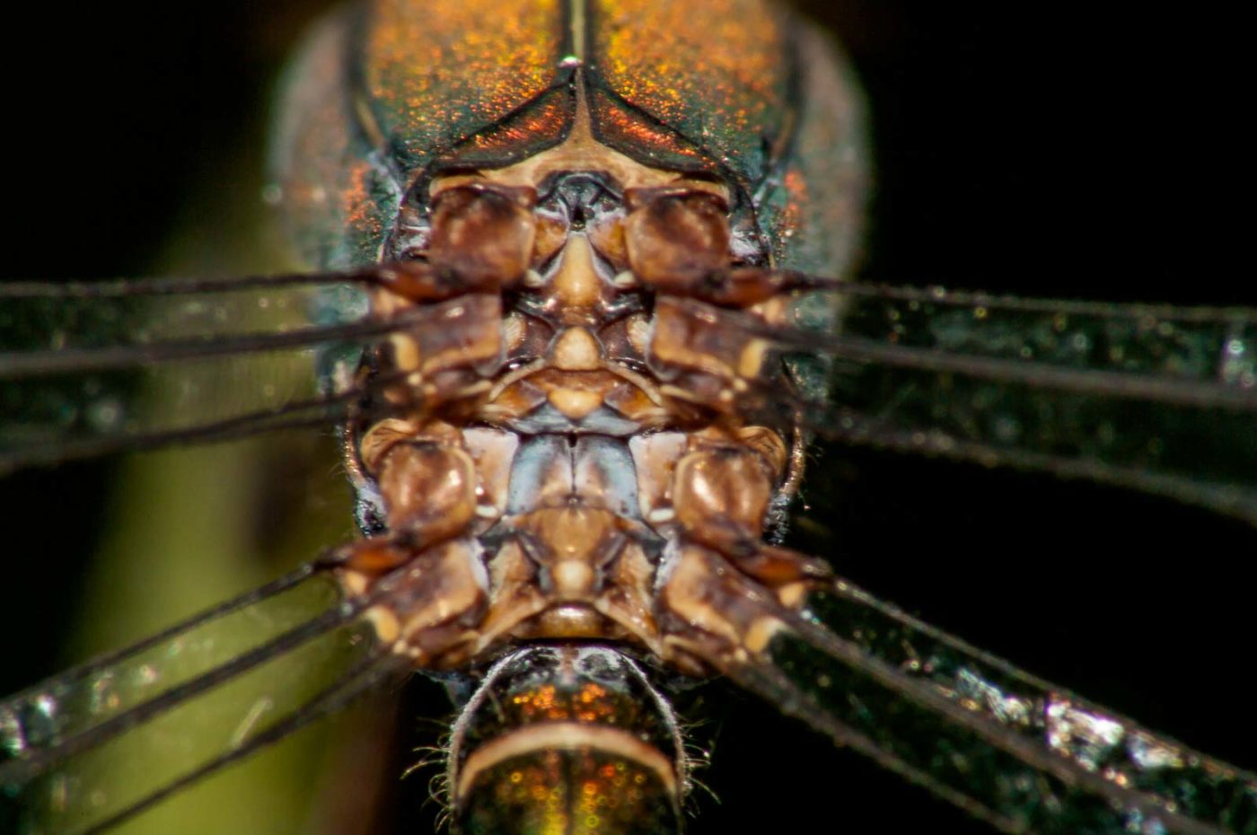 2017-08-24 - NSG Resser Wald und Emscherbruch