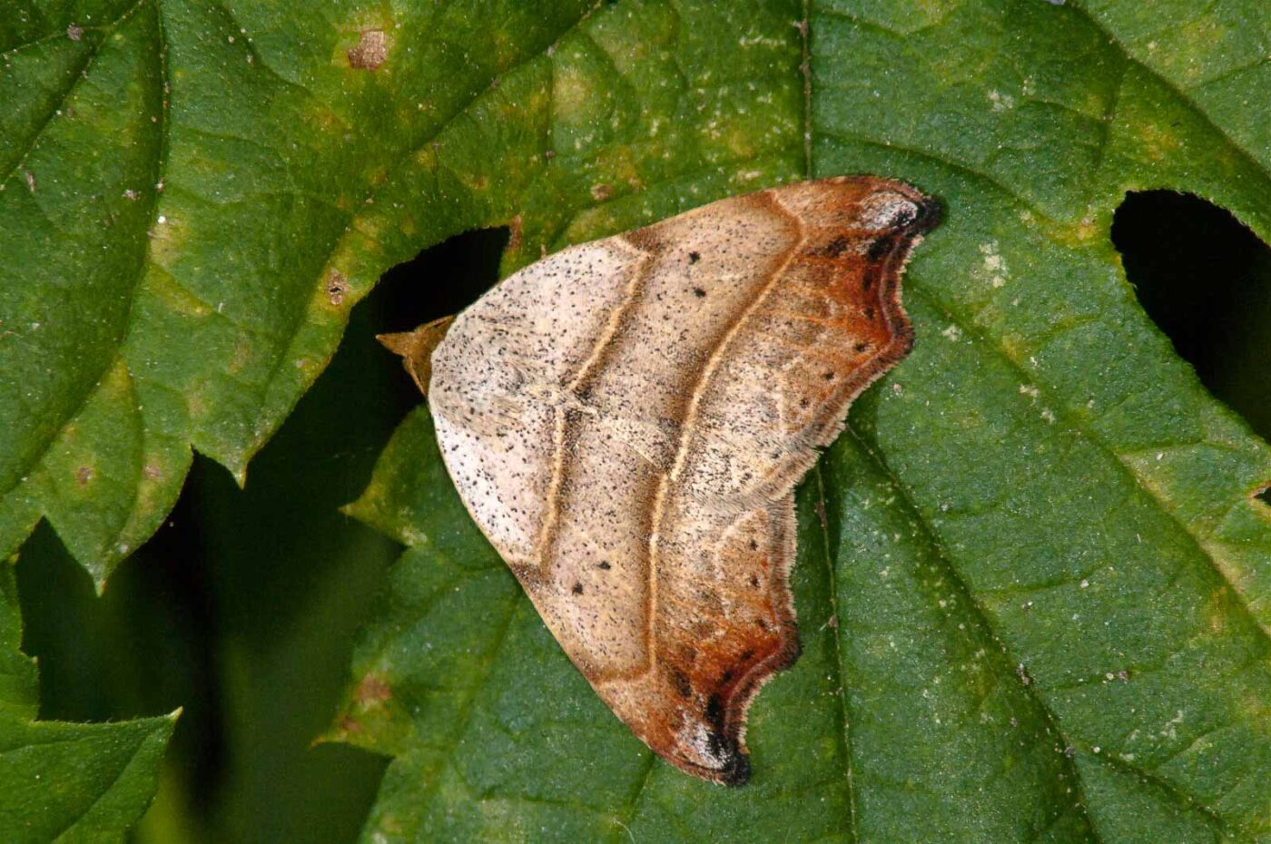 2017-08-24 - NSG Resser Wald und Emscherbruch