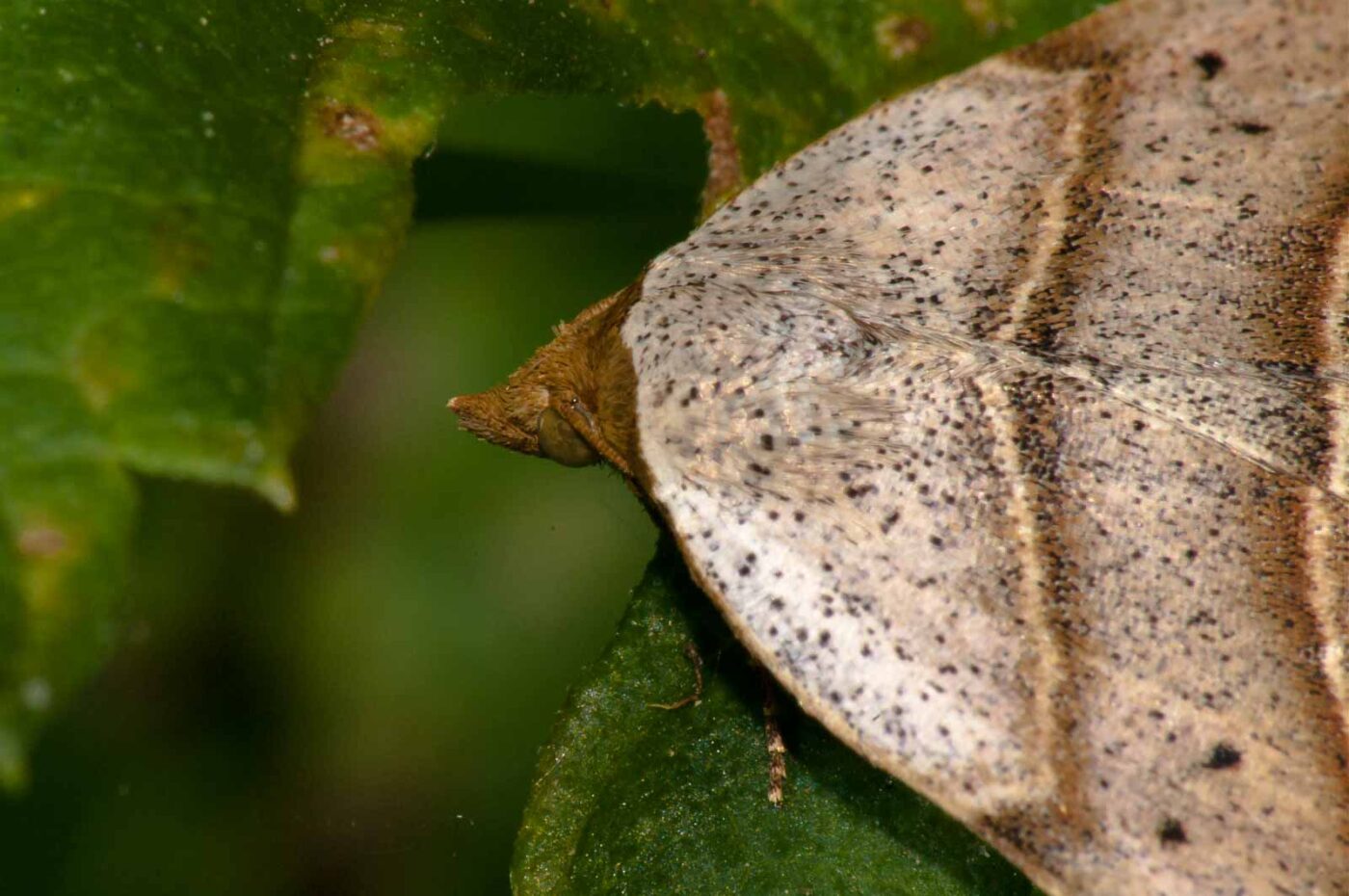 2017-08-24 - NSG Resser Wald und Emscherbruch