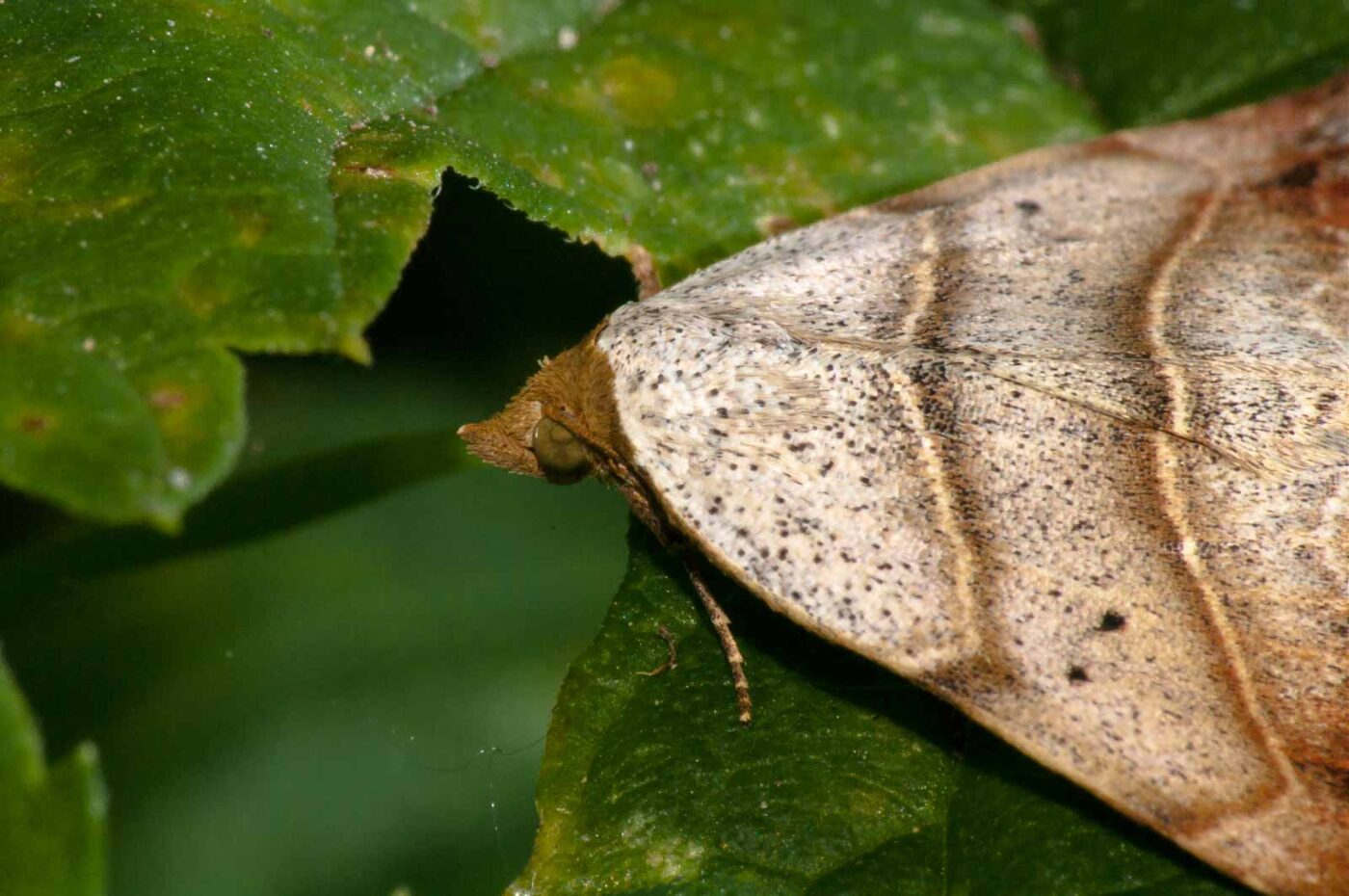 2017-08-24 - NSG Resser Wald und Emscherbruch