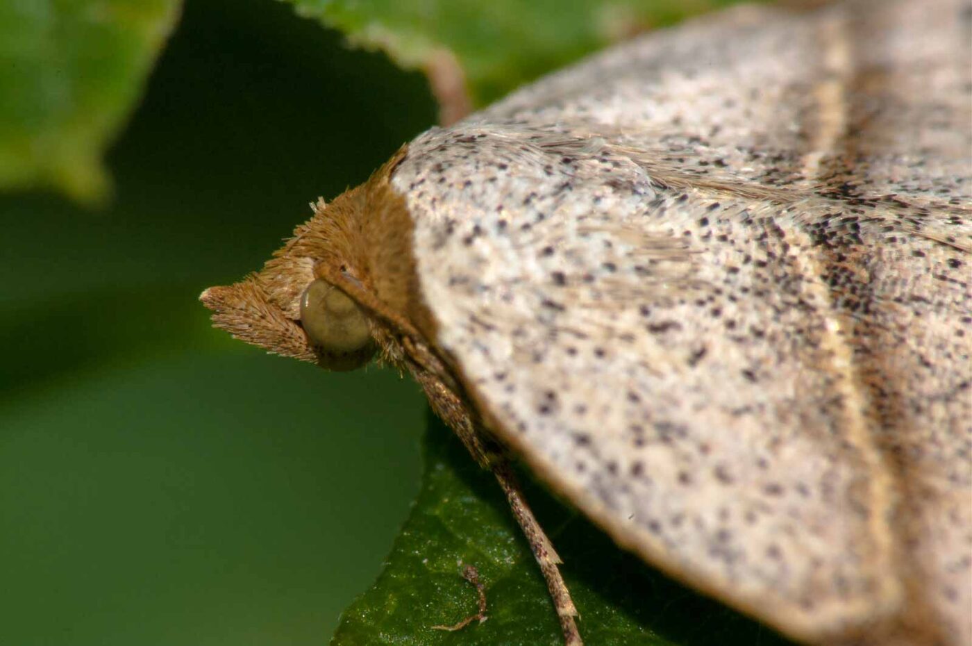2017-08-24 - NSG Resser Wald und Emscherbruch