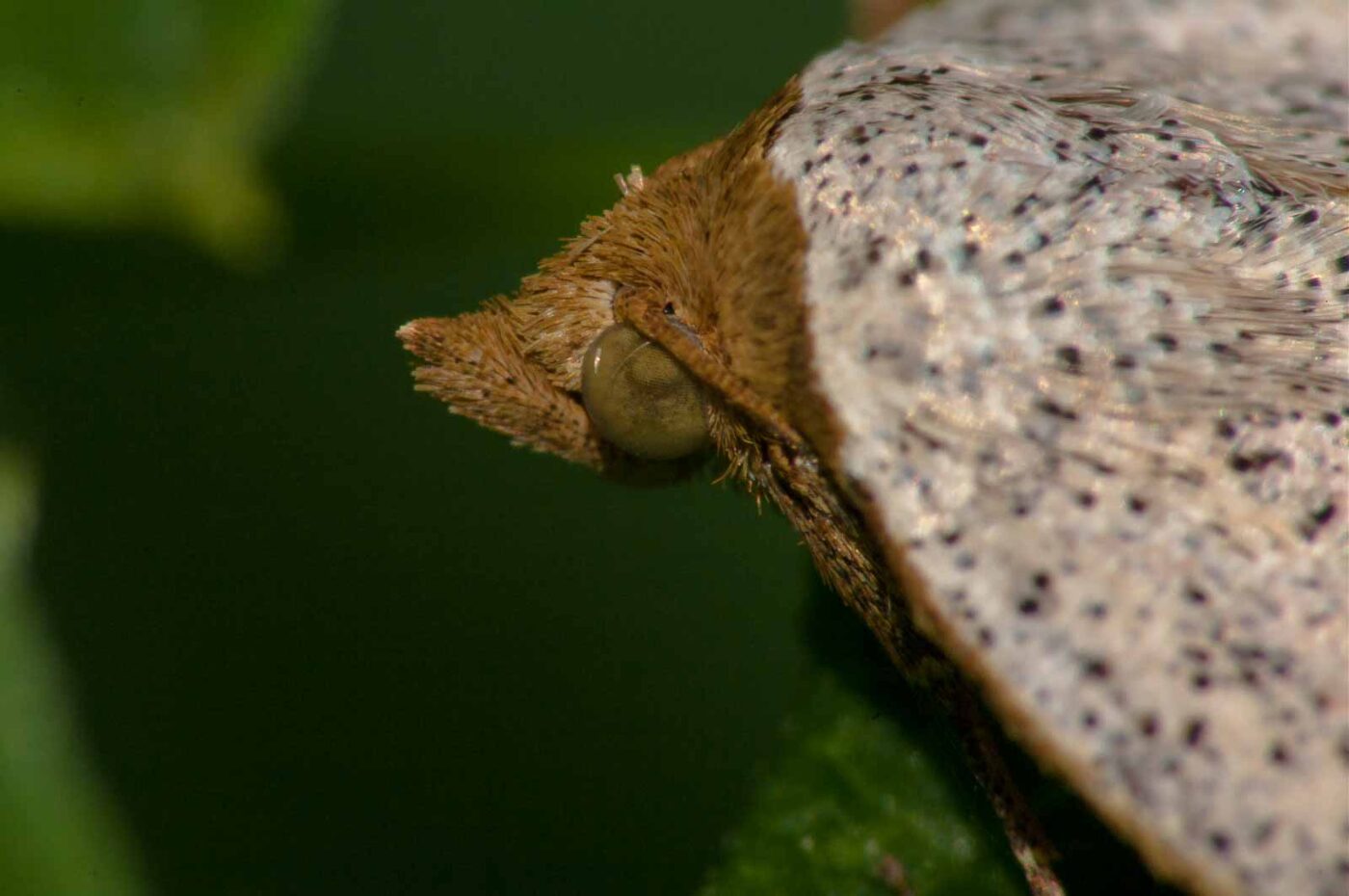 2017-08-24 - NSG Resser Wald und Emscherbruch