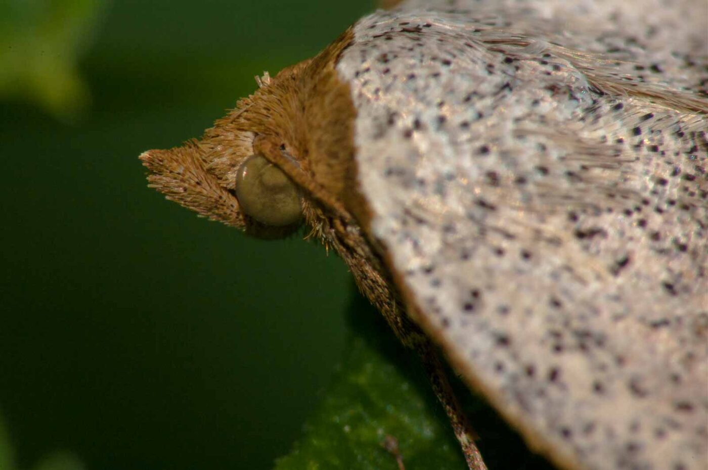 2017-08-24 - NSG Resser Wald und Emscherbruch