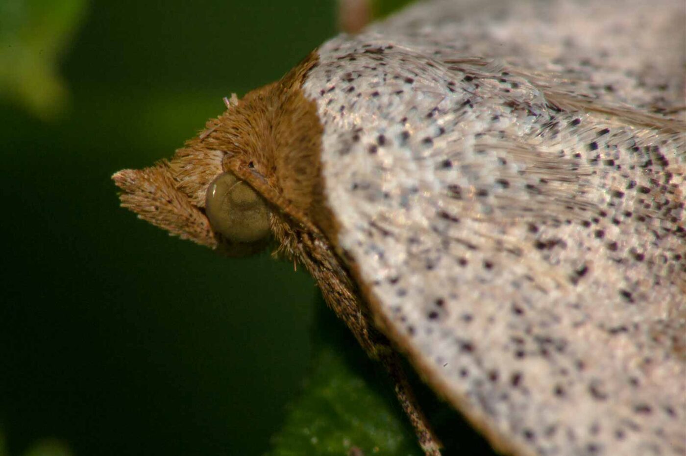 2017-08-24 - NSG Resser Wald und Emscherbruch