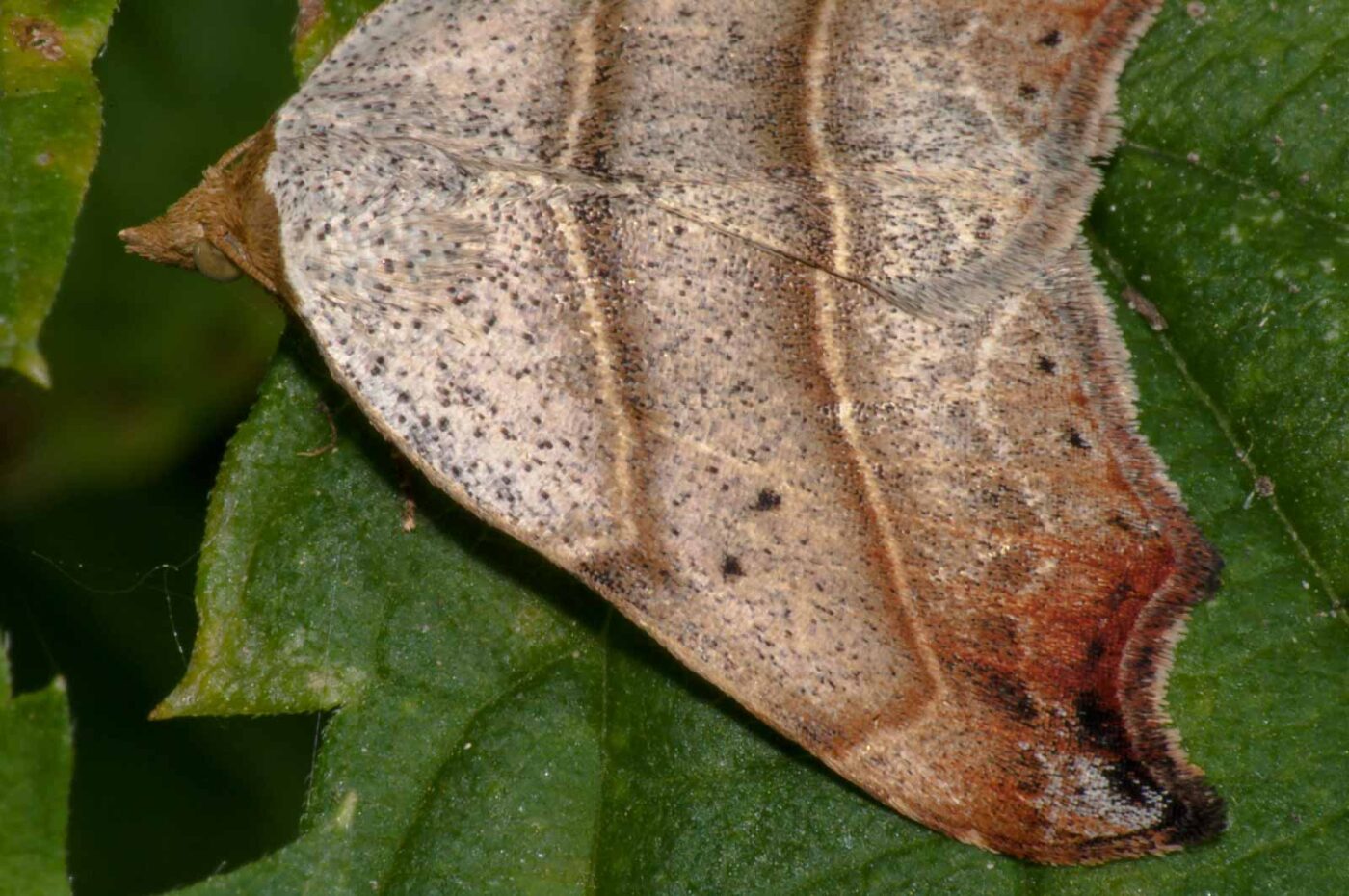 2017-08-24 - NSG Resser Wald und Emscherbruch