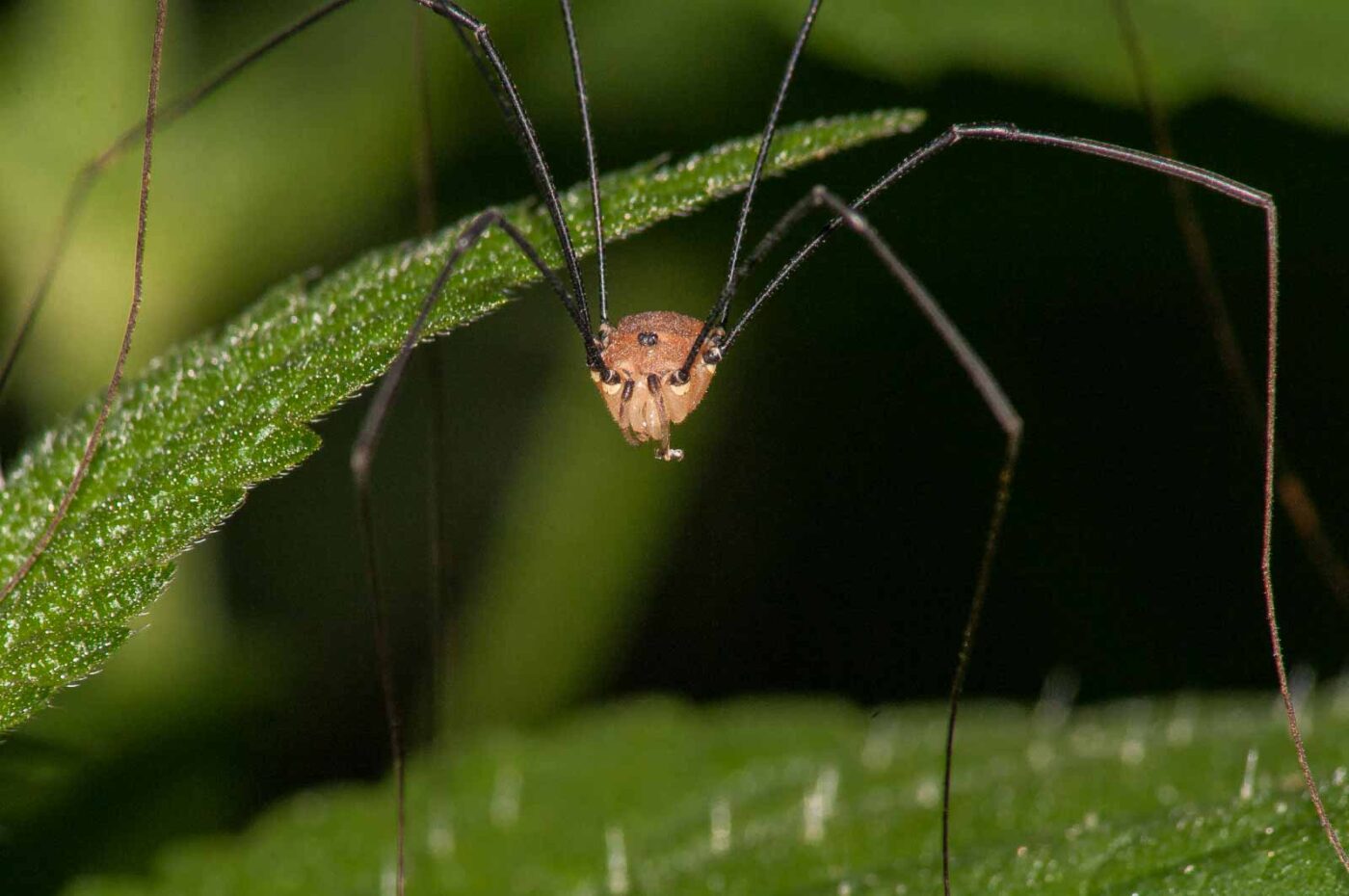 2017-08-24 - NSG Resser Wald und Emscherbruch