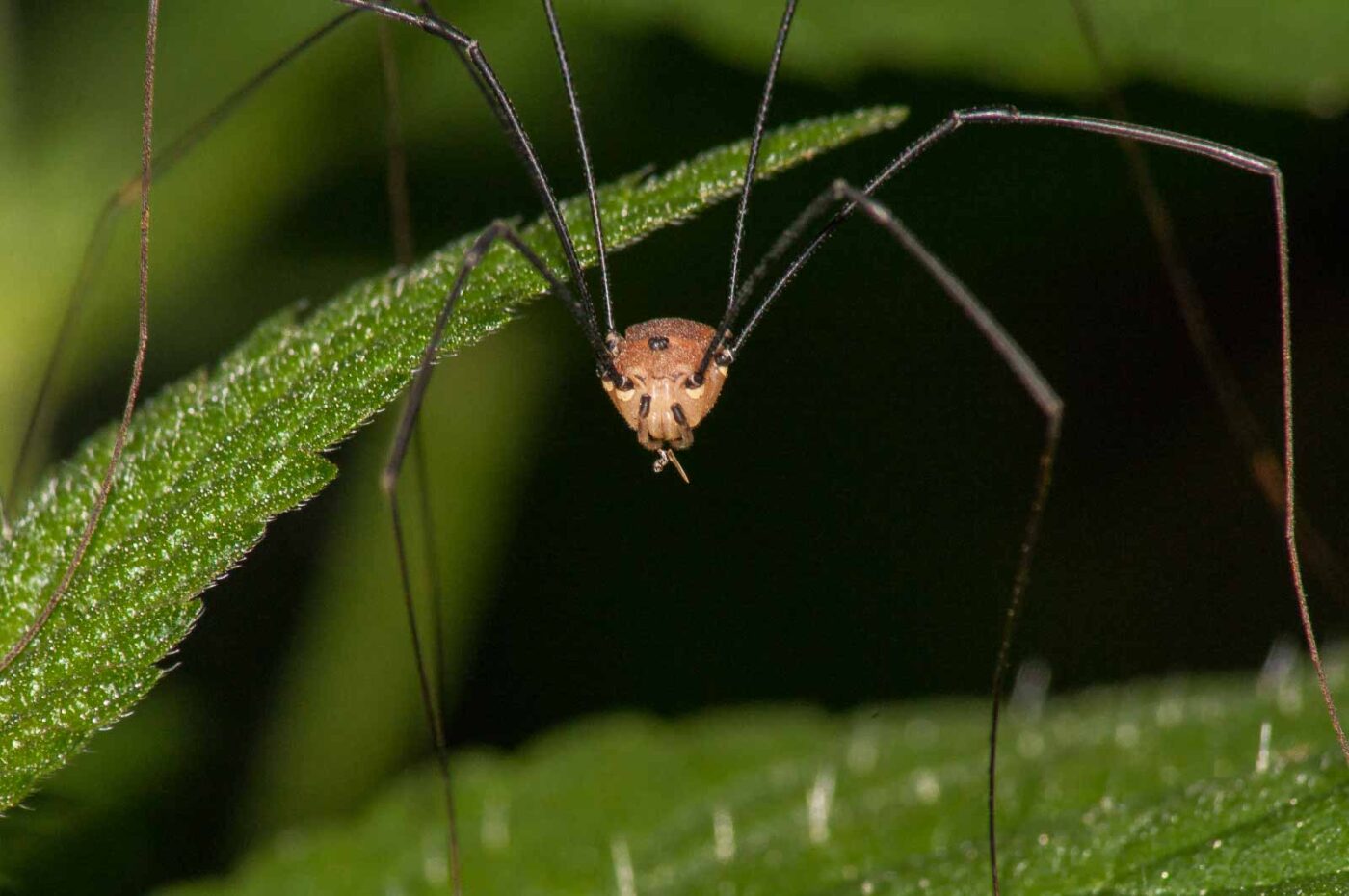 2017-08-24 - NSG Resser Wald und Emscherbruch
