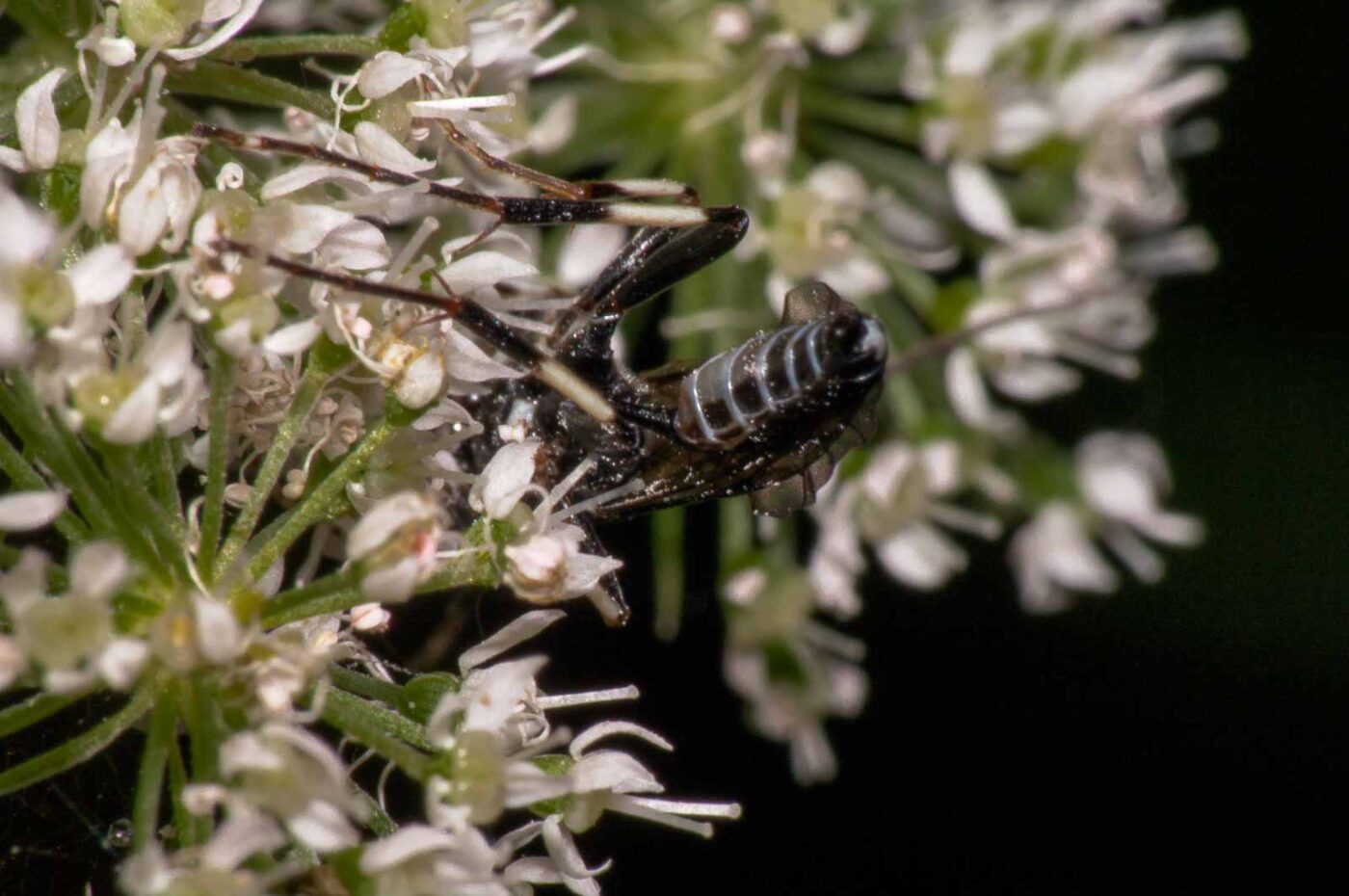 2017-08-24 - NSG Resser Wald und Emscherbruch