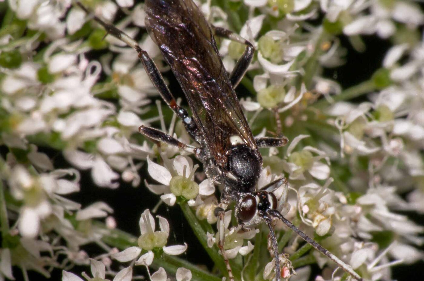 2017-08-24 - NSG Resser Wald und Emscherbruch