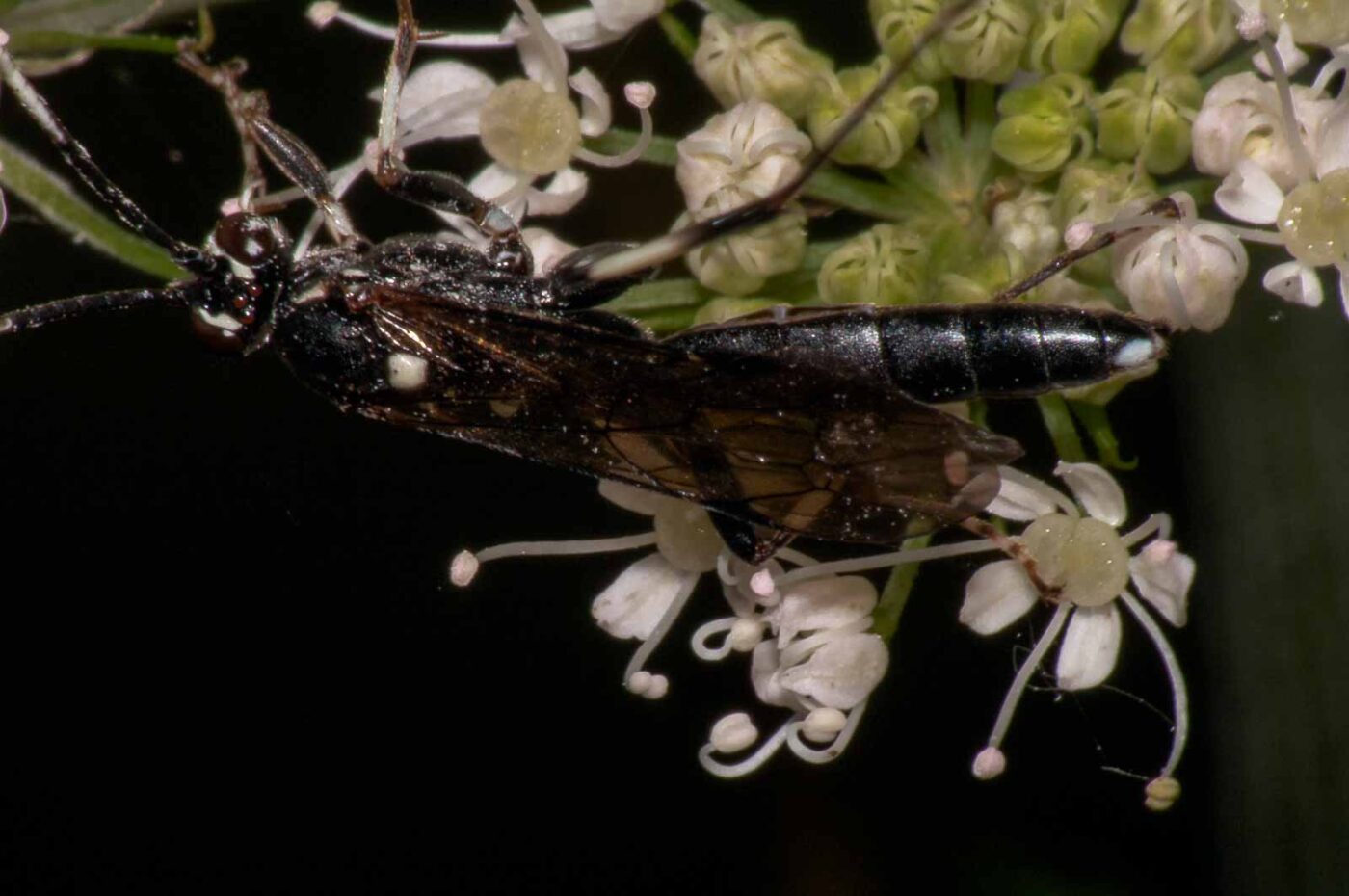 2017-08-24 - NSG Resser Wald und Emscherbruch