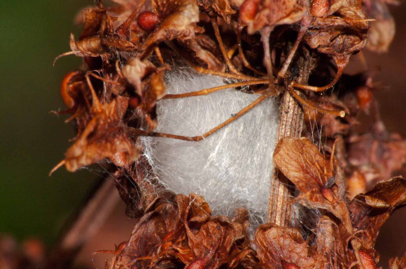 2017-08-24 - NSG Resser Wald und Emscherbruch