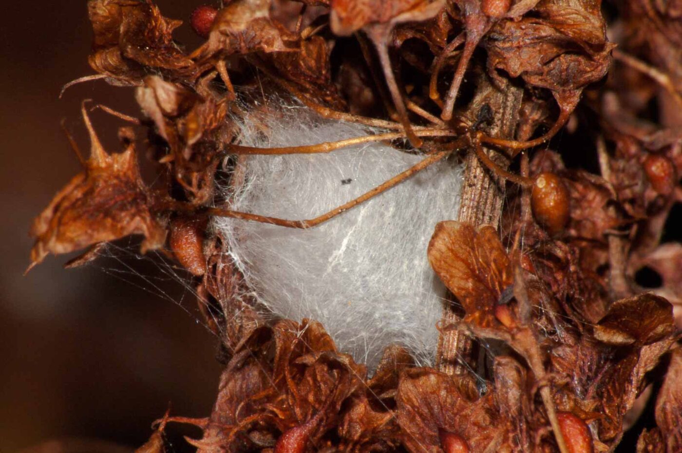 2017-08-24 - NSG Resser Wald und Emscherbruch