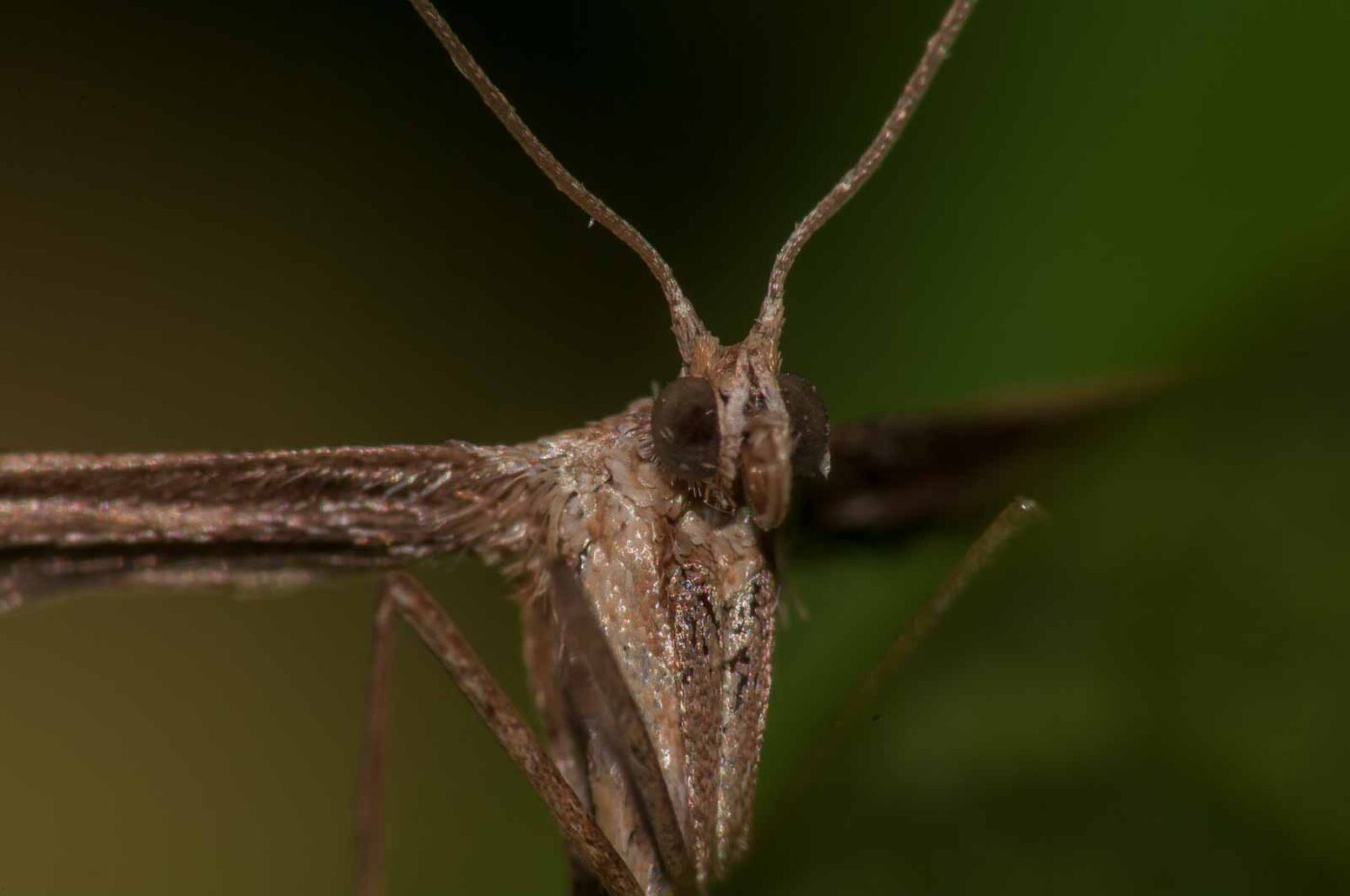 2017-08-24 - NSG Resser Wald und Emscherbruch
