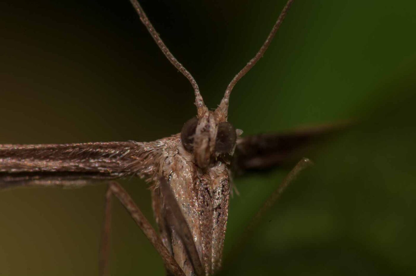 2017-08-24 - NSG Resser Wald und Emscherbruch