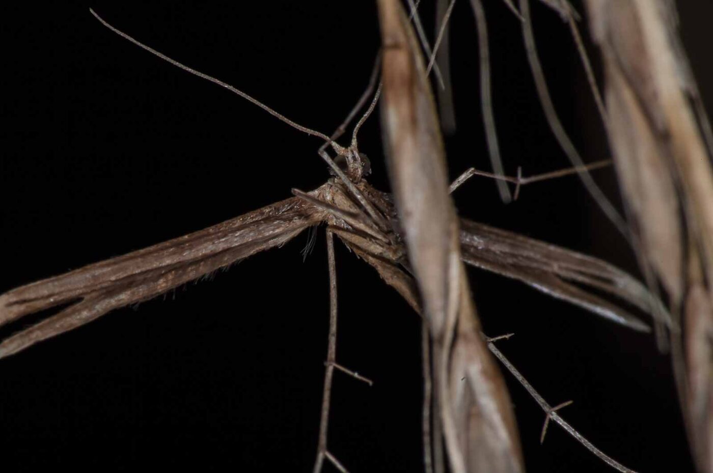 2017-08-24 - NSG Resser Wald und Emscherbruch