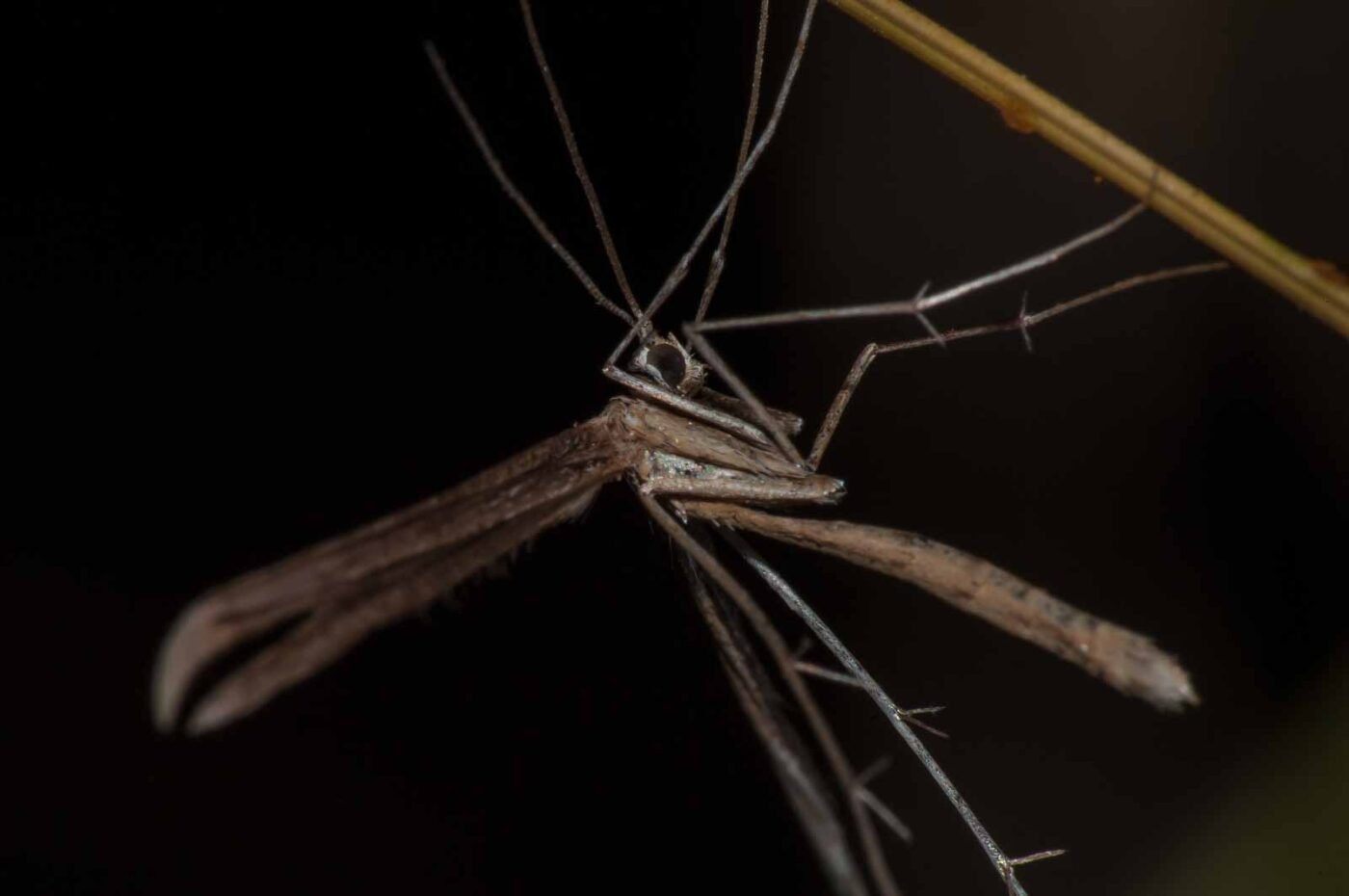 2017-08-24 - NSG Resser Wald und Emscherbruch