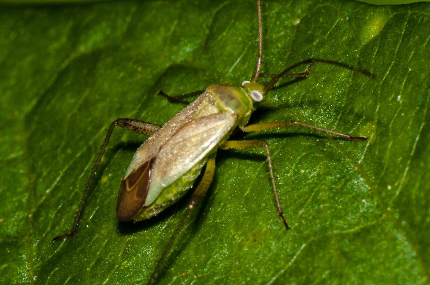 2017-08-24 - NSG Resser Wald und Emscherbruch