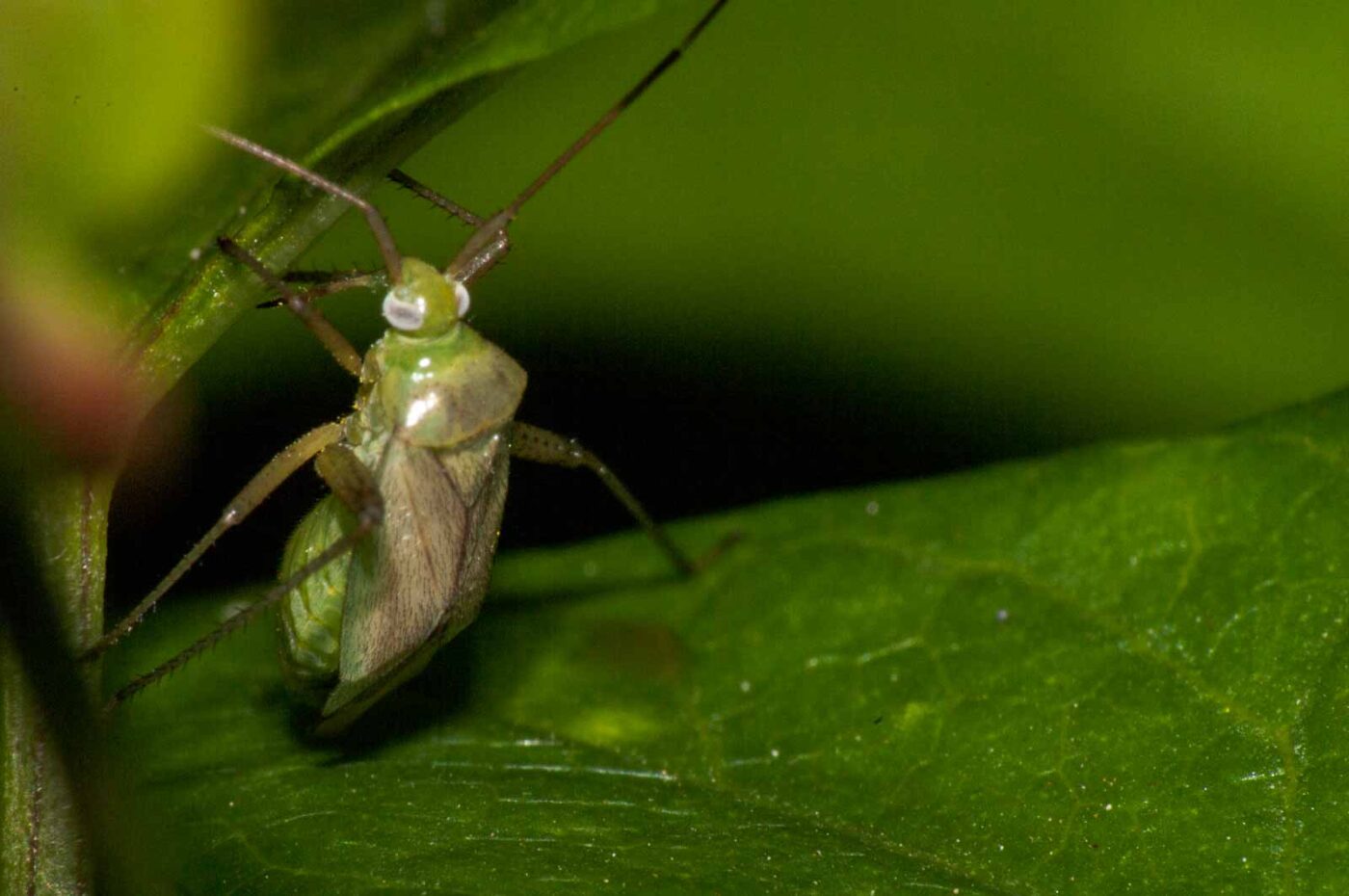 2017-08-24 - NSG Resser Wald und Emscherbruch