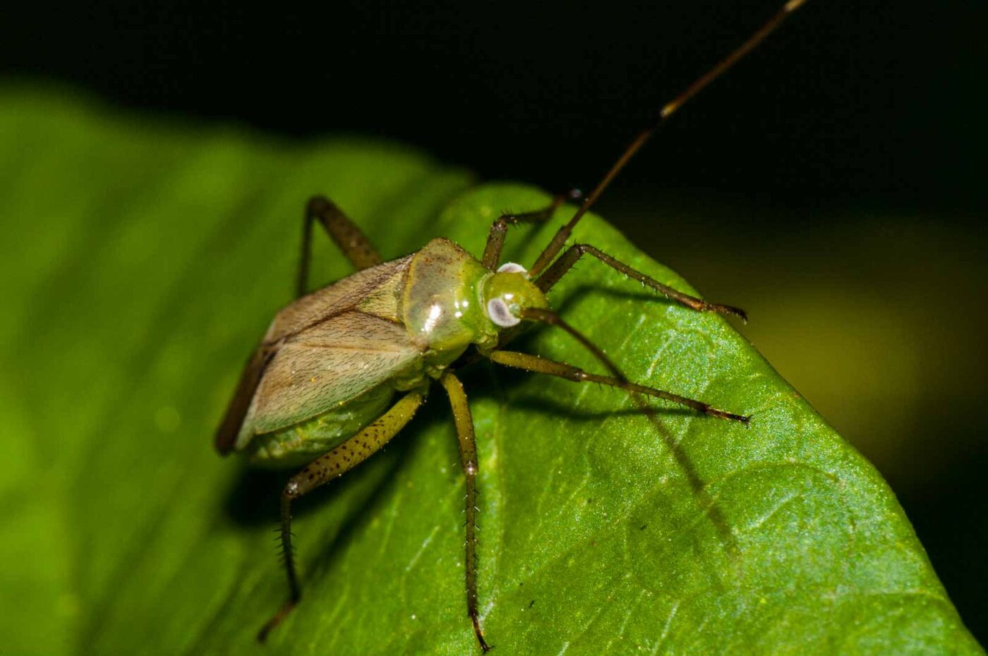 2017-08-24 - NSG Resser Wald und Emscherbruch