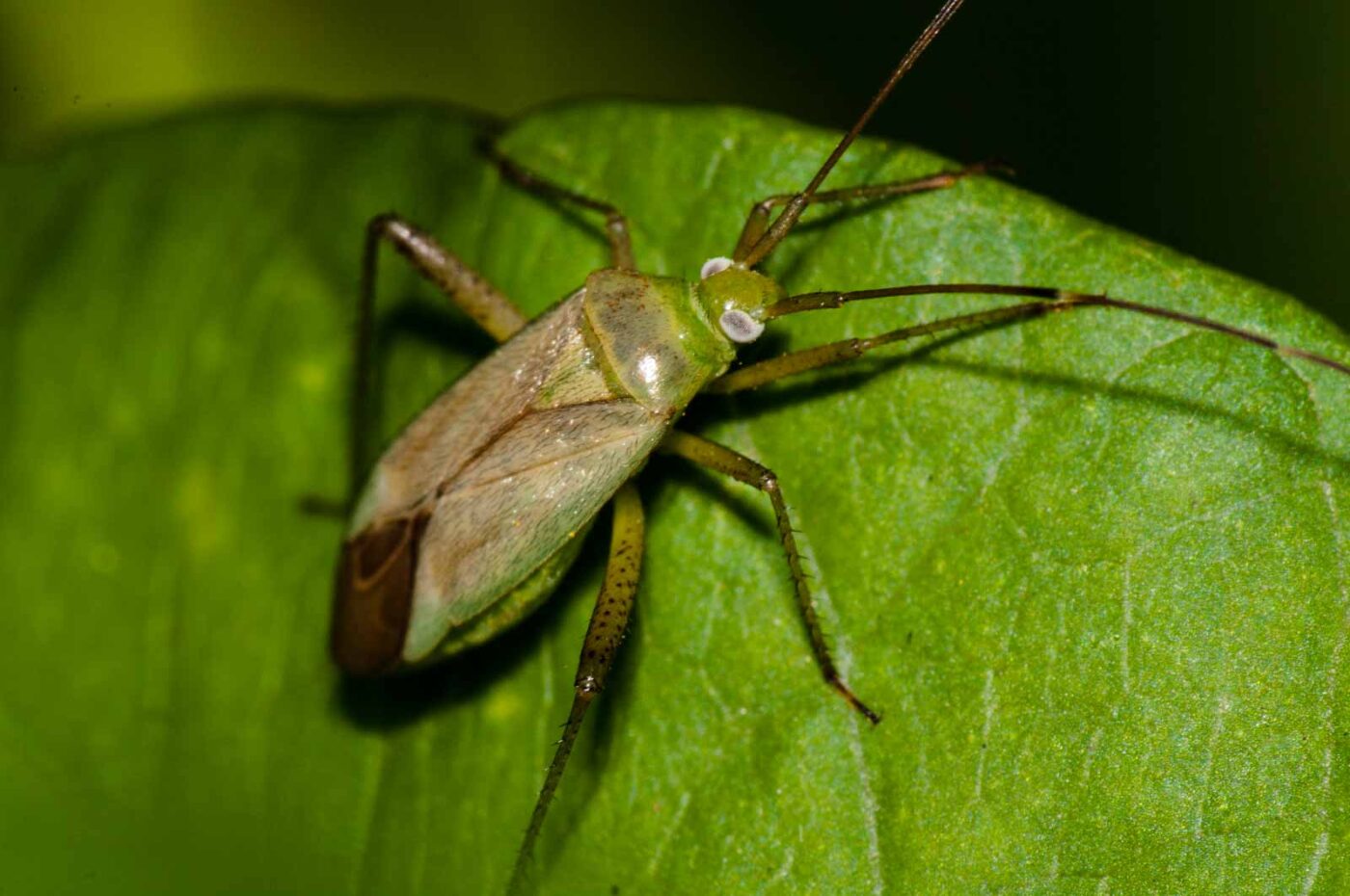 2017-08-24 - NSG Resser Wald und Emscherbruch