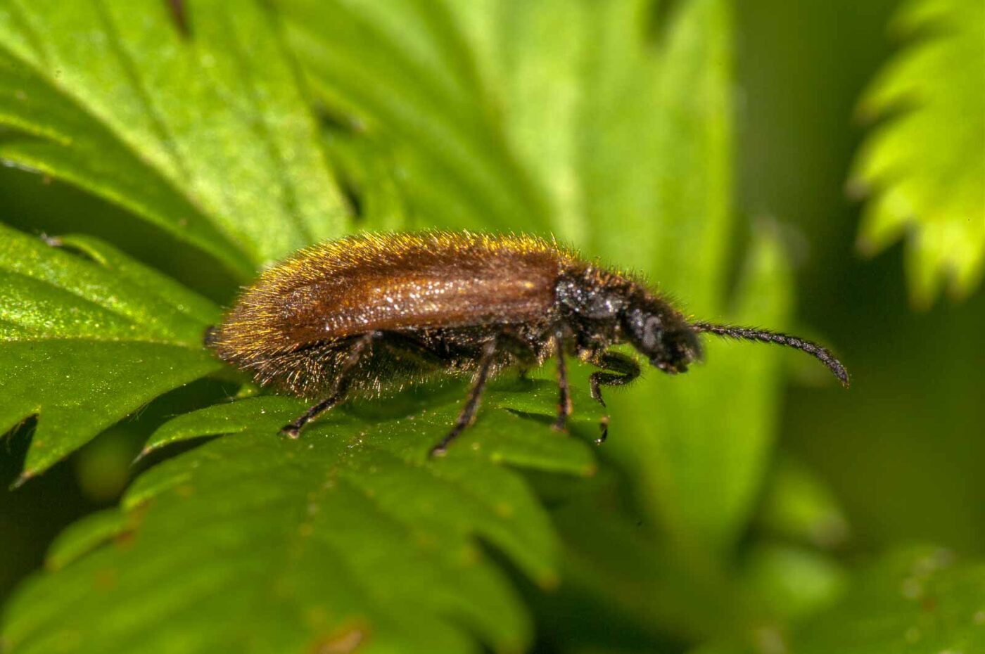 2017-08-24 - NSG Resser Wald und Emscherbruch