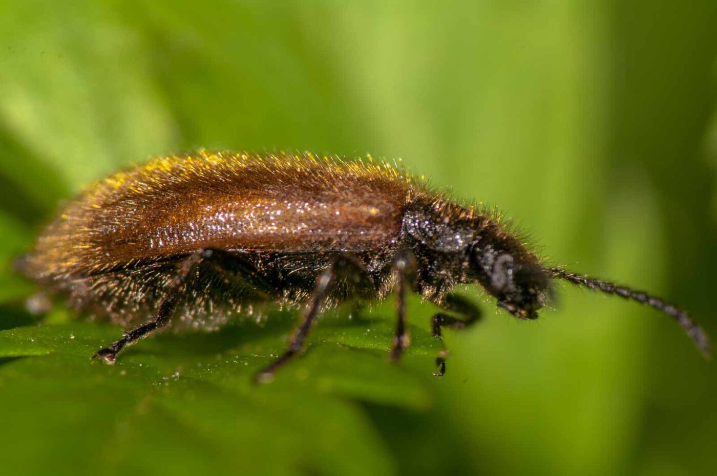2017-08-24 - NSG Resser Wald und Emscherbruch