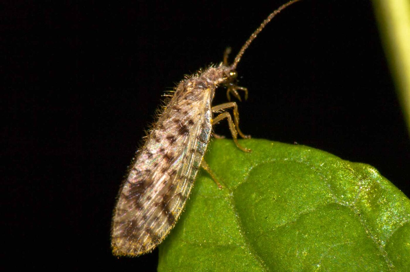 2017-08-24 - NSG Resser Wald und Emscherbruch