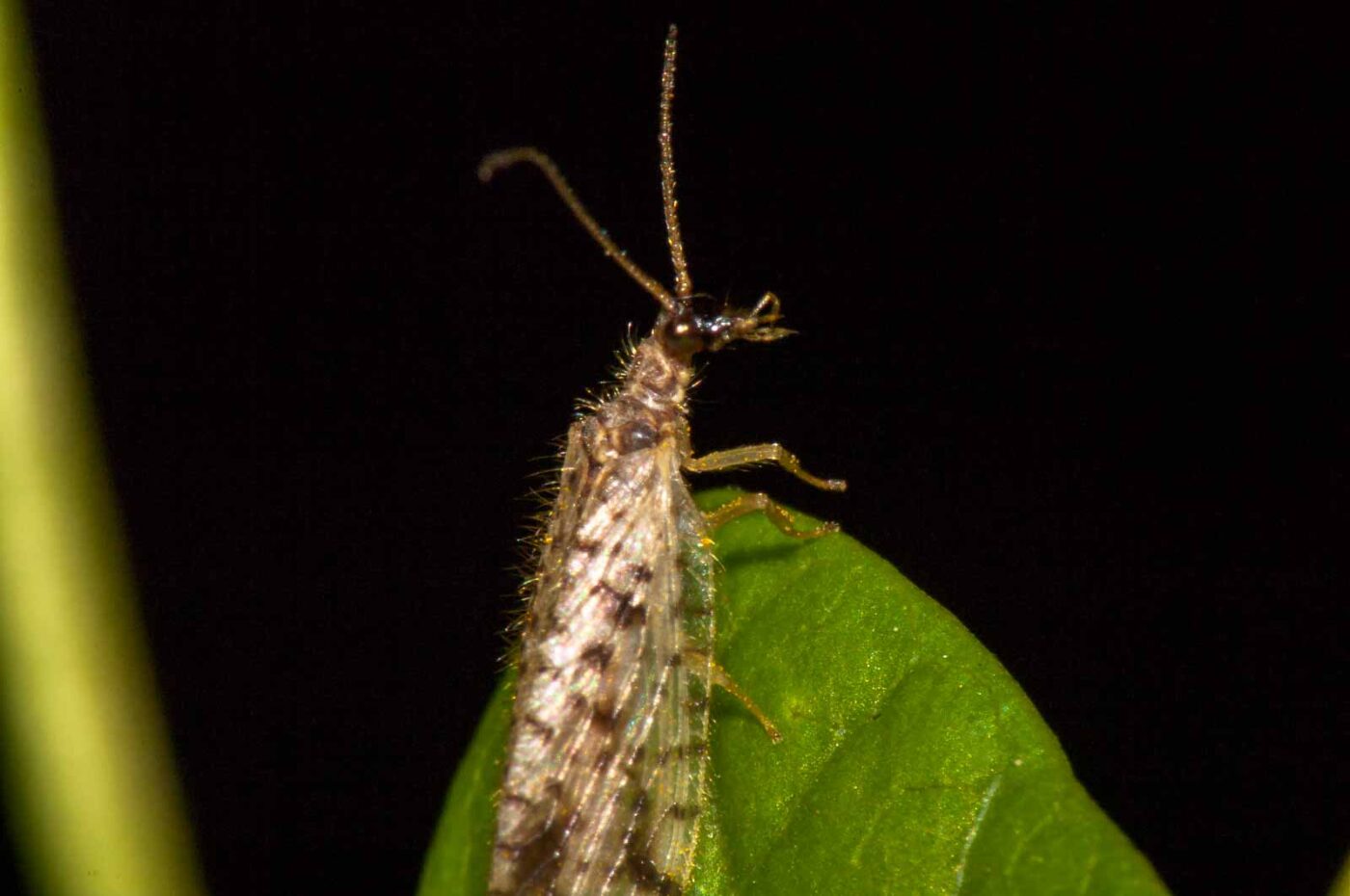 2017-08-24 - NSG Resser Wald und Emscherbruch