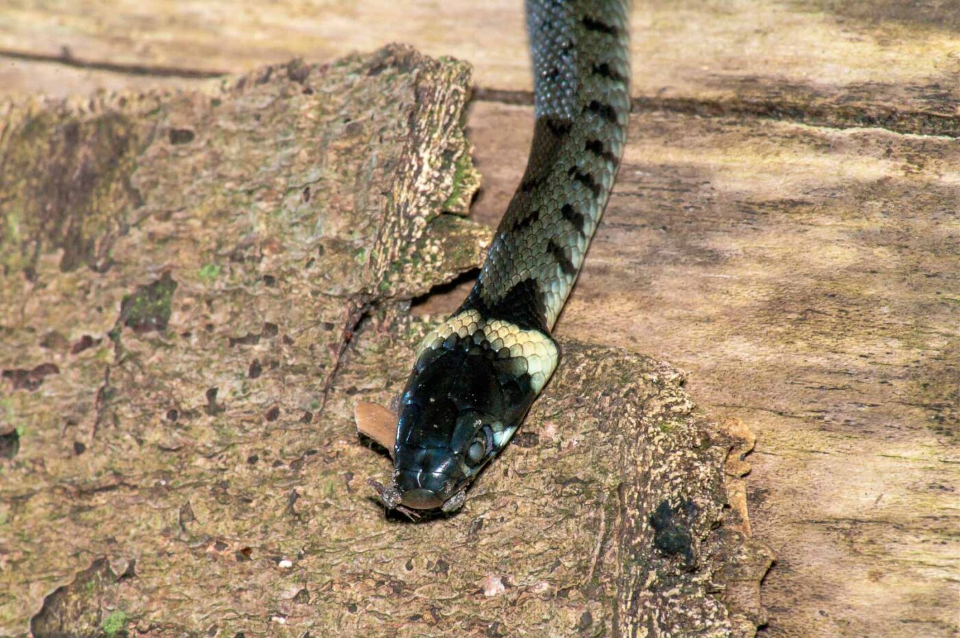 2017-08-24 - NSG Resser Wald und Emscherbruch