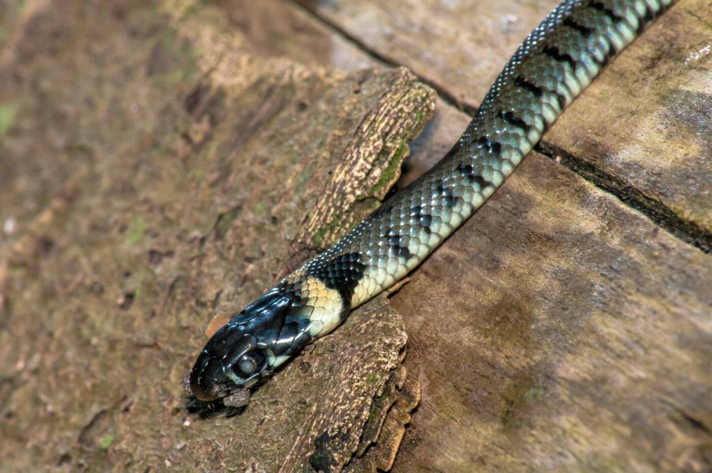 2017-08-24 - NSG Resser Wald und Emscherbruch