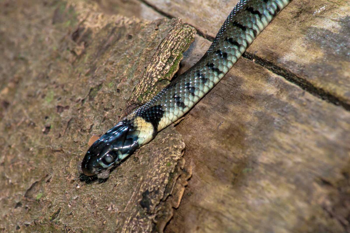 2017-08-24 - NSG Resser Wald und Emscherbruch