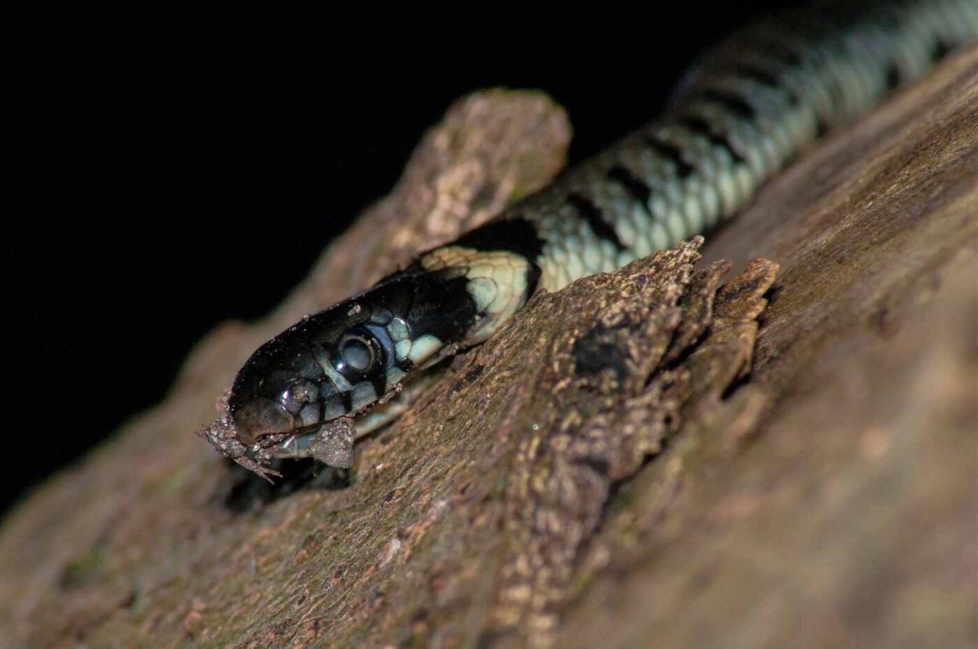 2017-08-24 - NSG Resser Wald und Emscherbruch