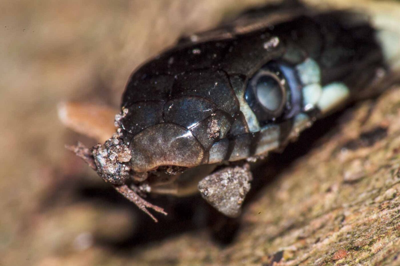 2017-08-24 - NSG Resser Wald und Emscherbruch