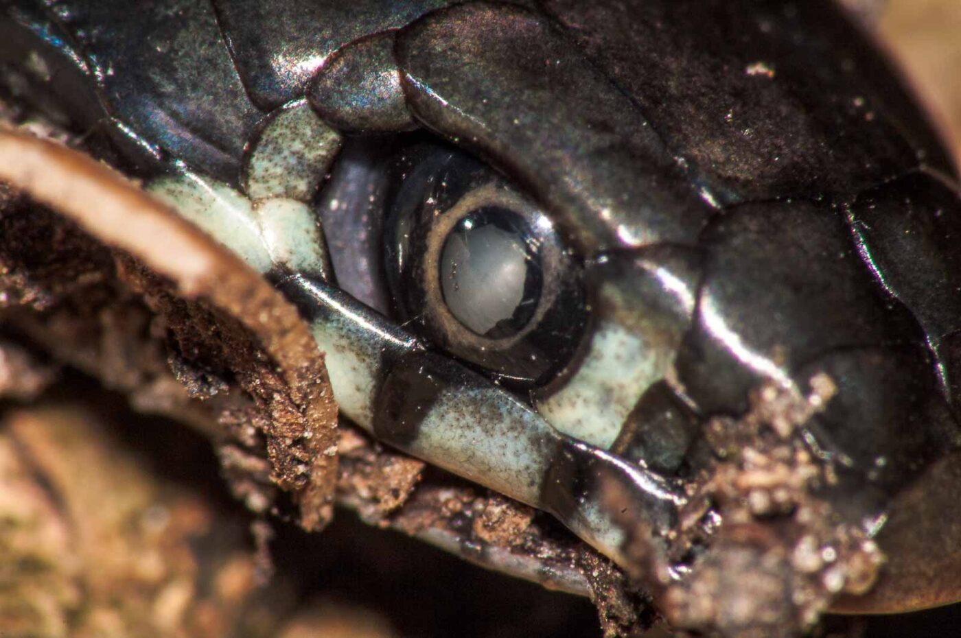 2017-08-24 - NSG Resser Wald und Emscherbruch