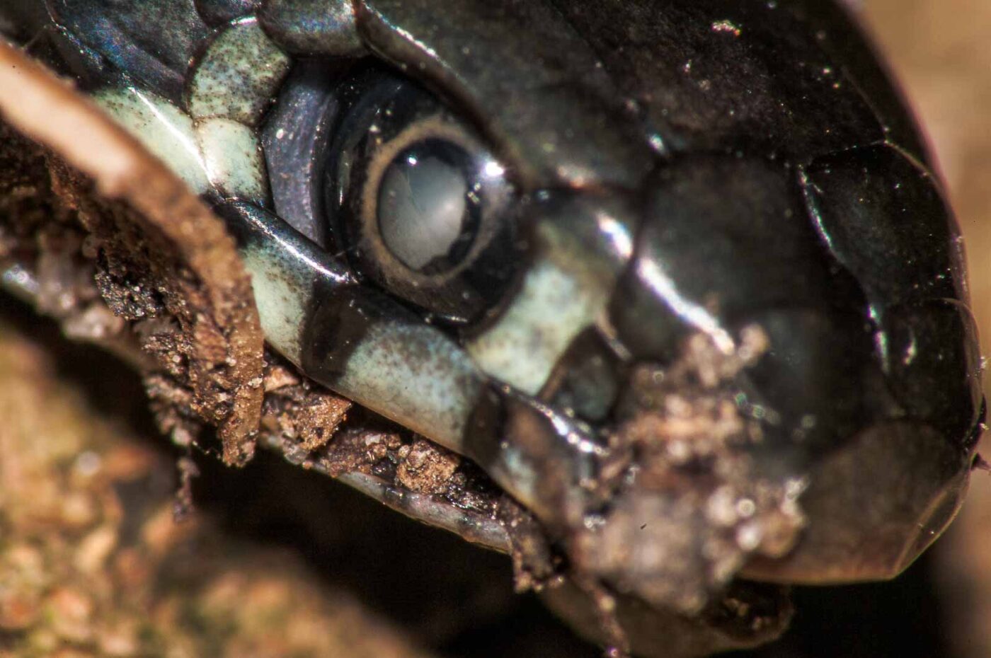 2017-08-24 - NSG Resser Wald und Emscherbruch