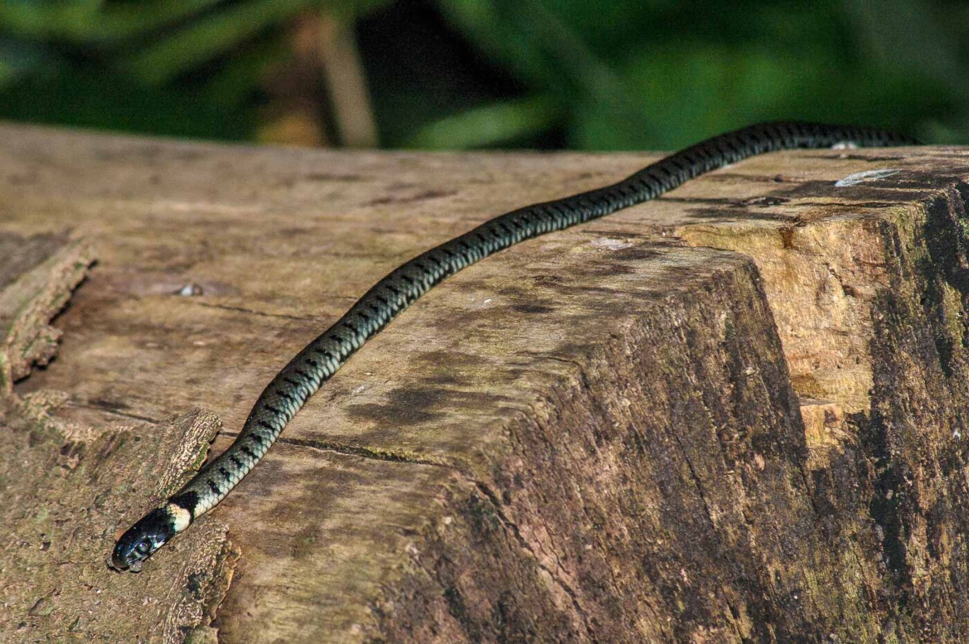 2017-08-24 - NSG Resser Wald und Emscherbruch